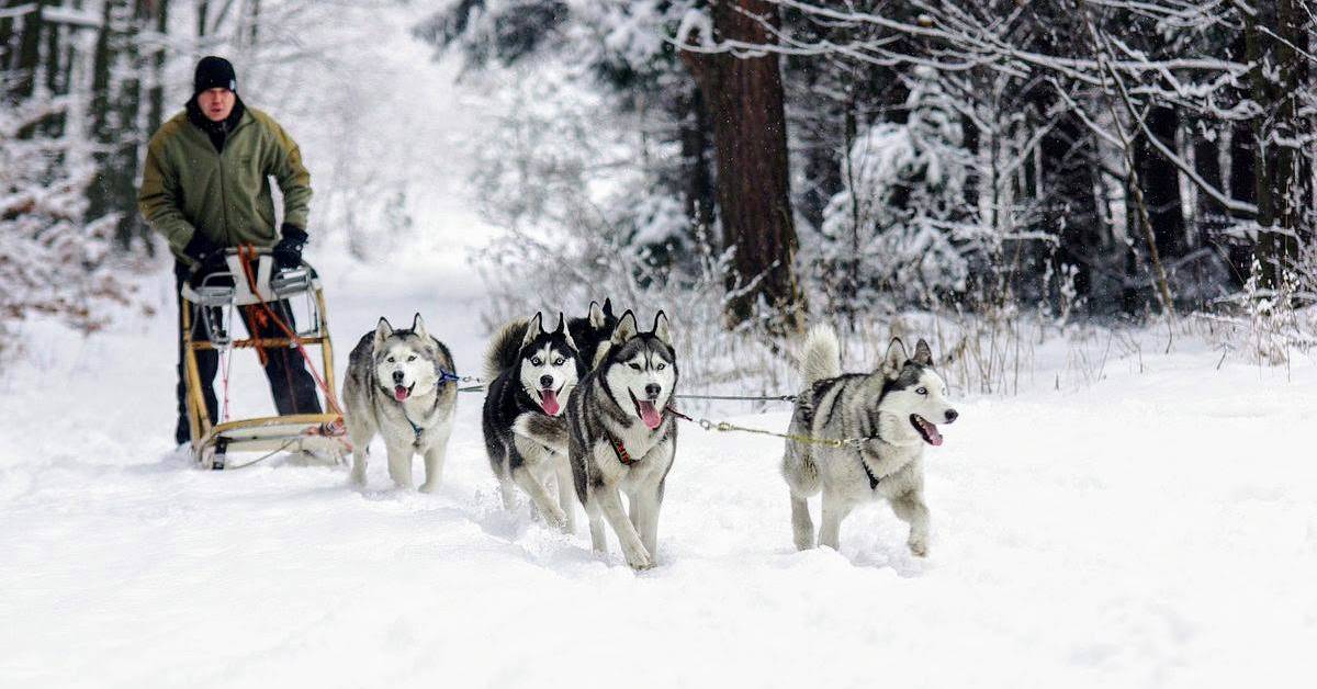 dog sledding