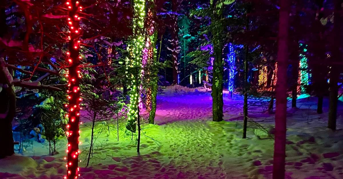 wild lights at the wild center