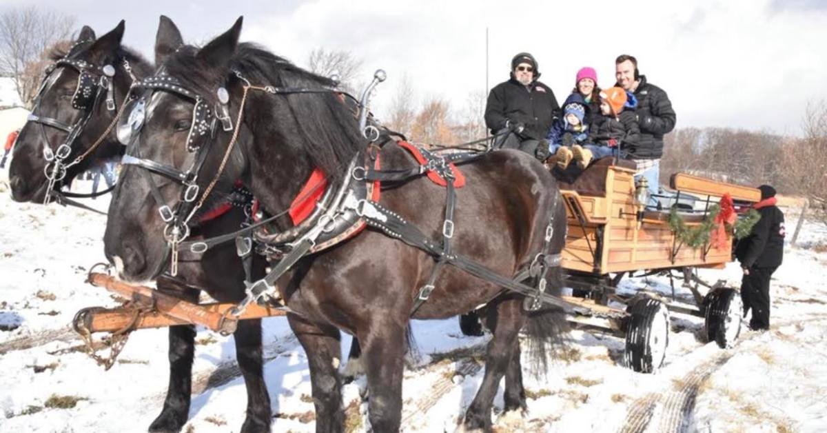 a horse drawn wagon ride