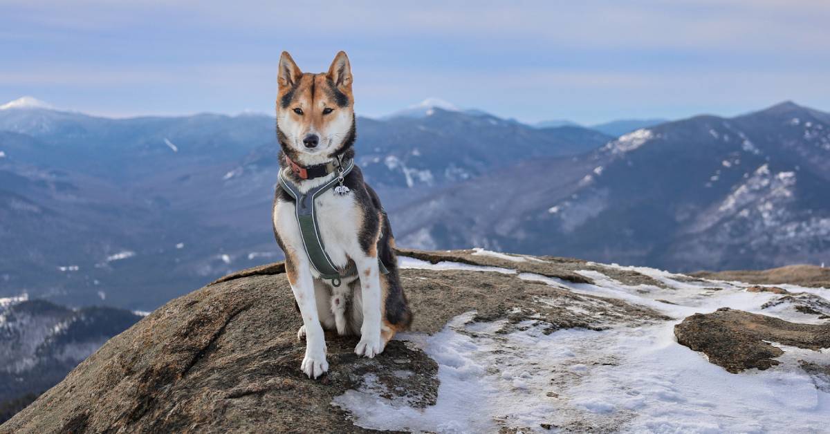 husky dog on winter mountaintop