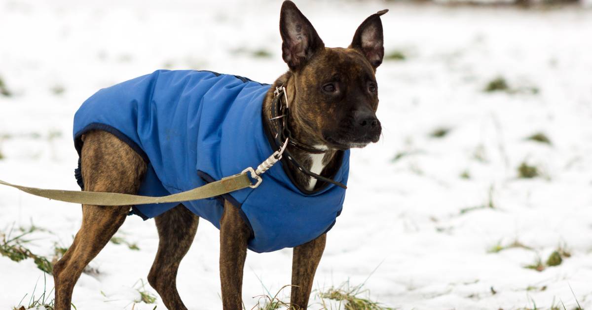 dog outside in winter with jacket on and leash