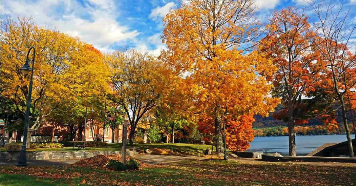 fall colors on trees in a park