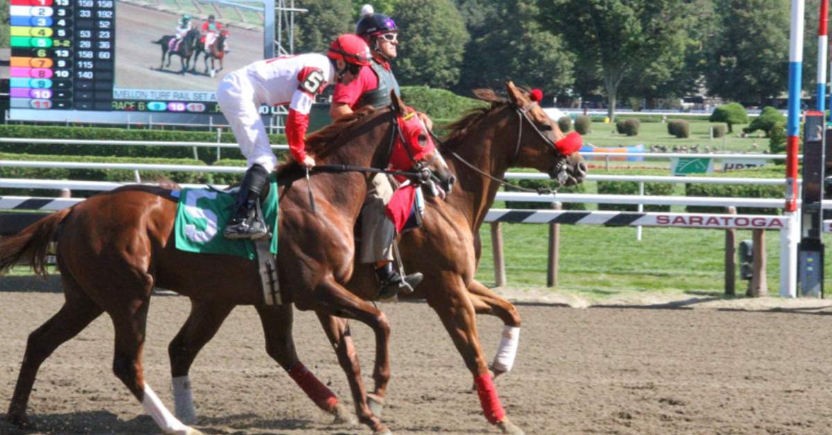 horse prepping for race at saratoga