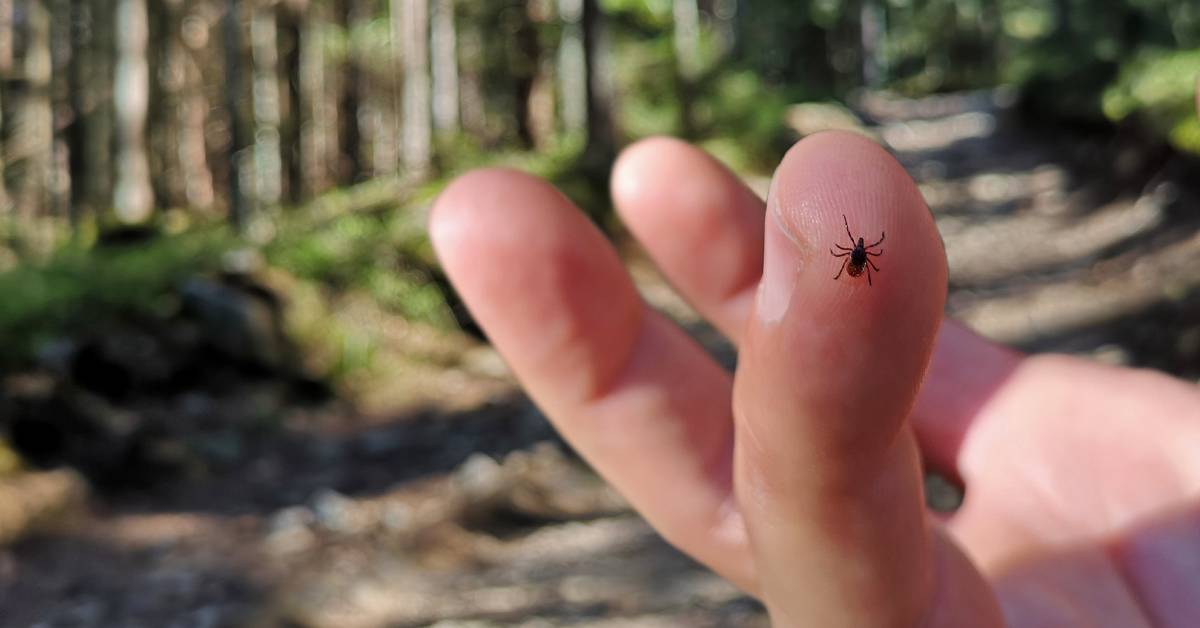 tick on hand