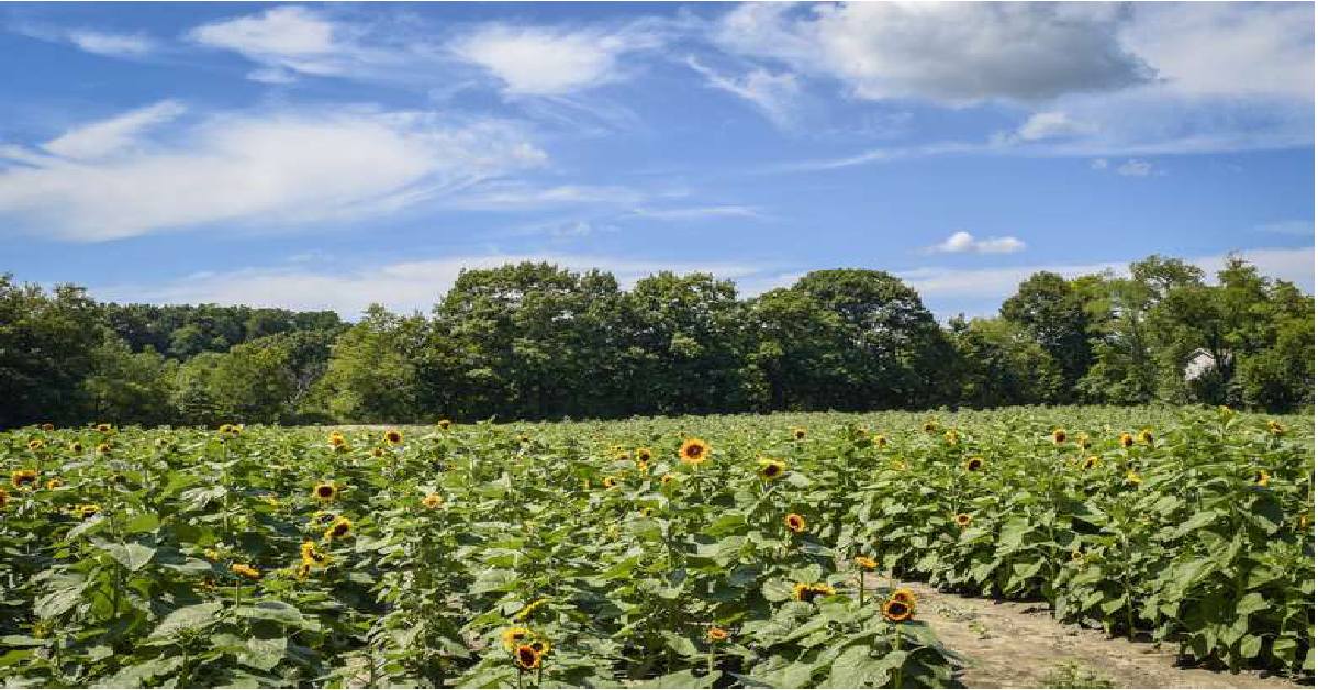Sunflower fields in the sun  