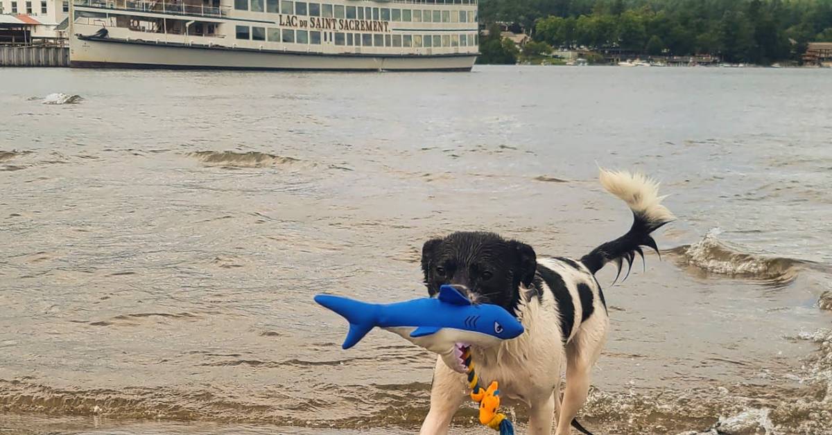 dog with toy near lac du saint sacrement in lake george