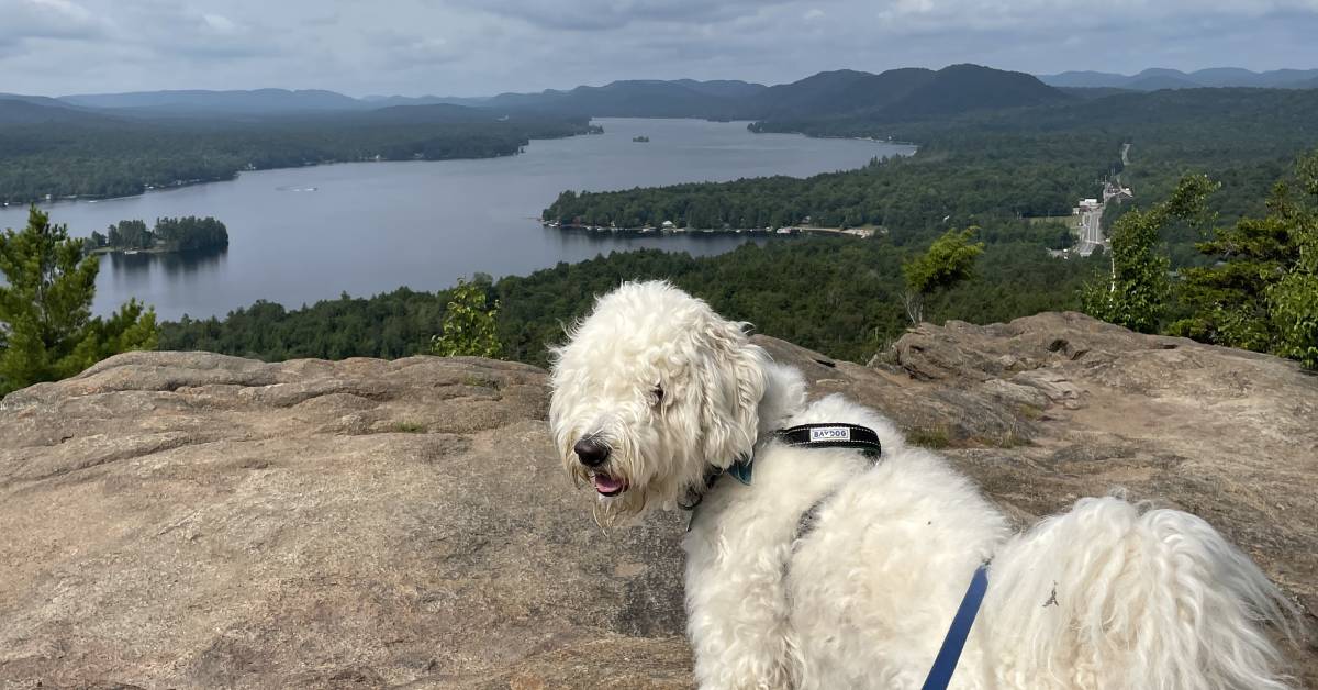 dog at summit overlooking lake george