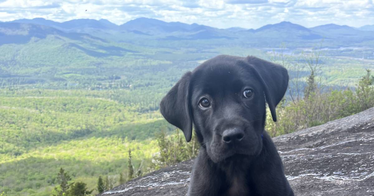 dog on mountain summit