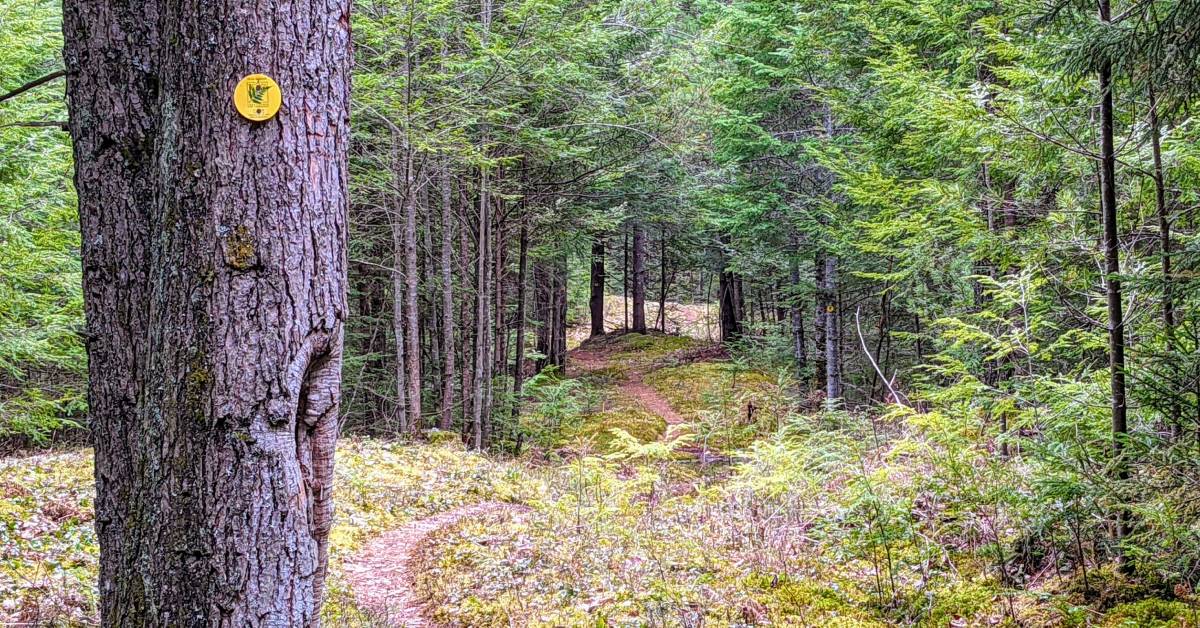 trail in woods