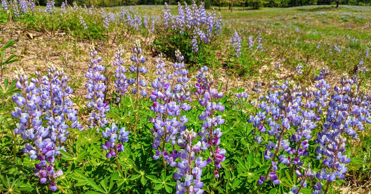 lupine in a field