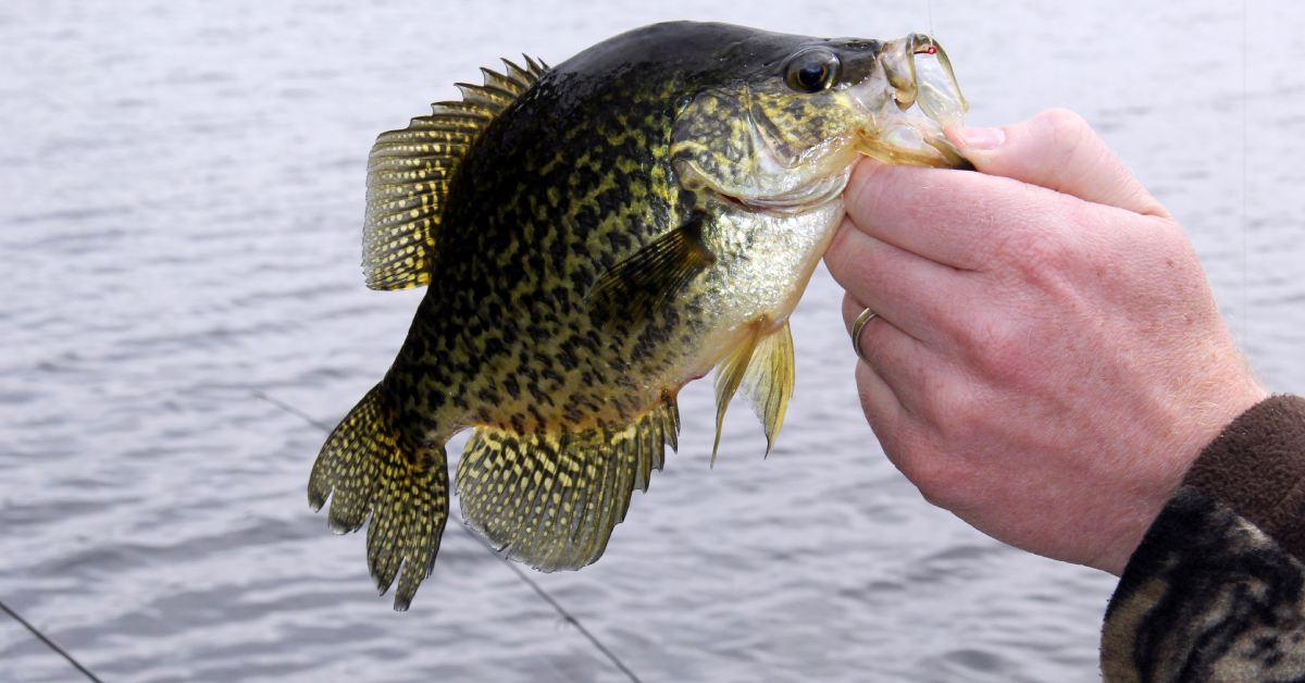 fisherman holding up a small fish