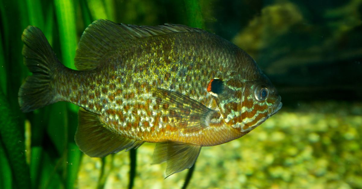 small freshwater sunfish underwater