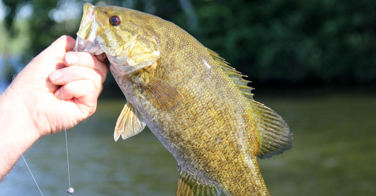 person holding up a smallmouth bass