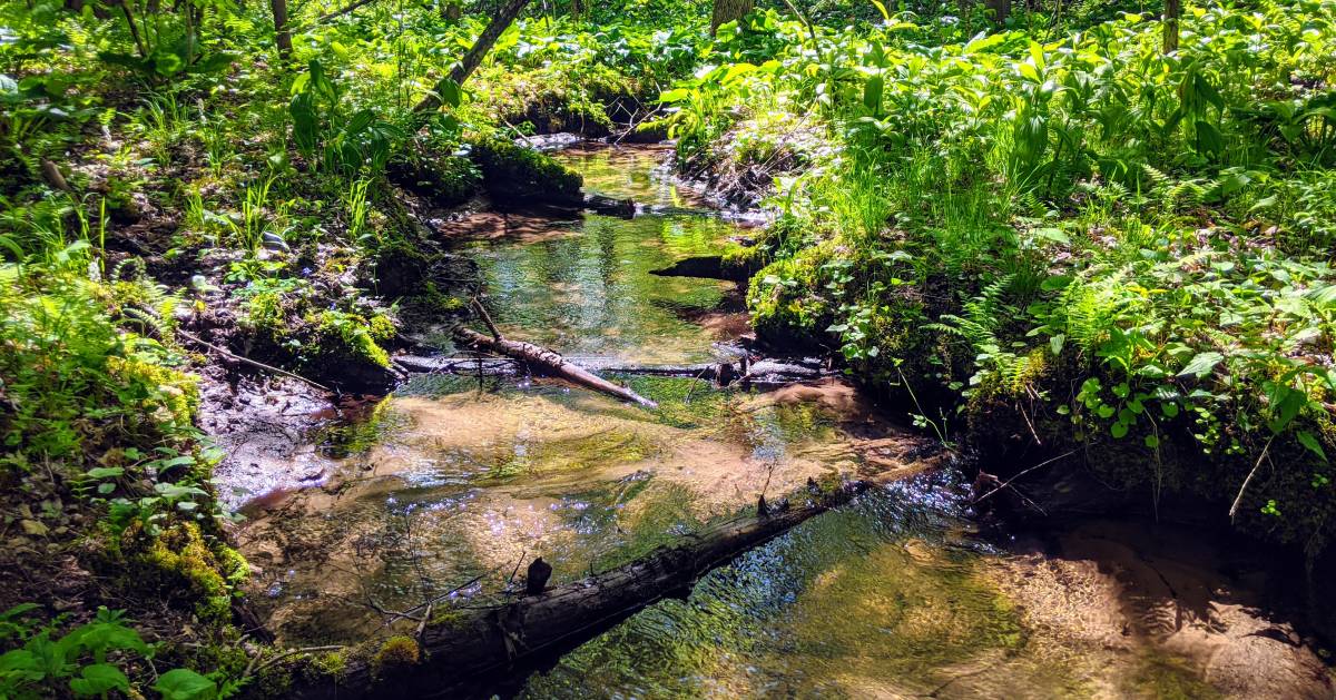 pond in the woods