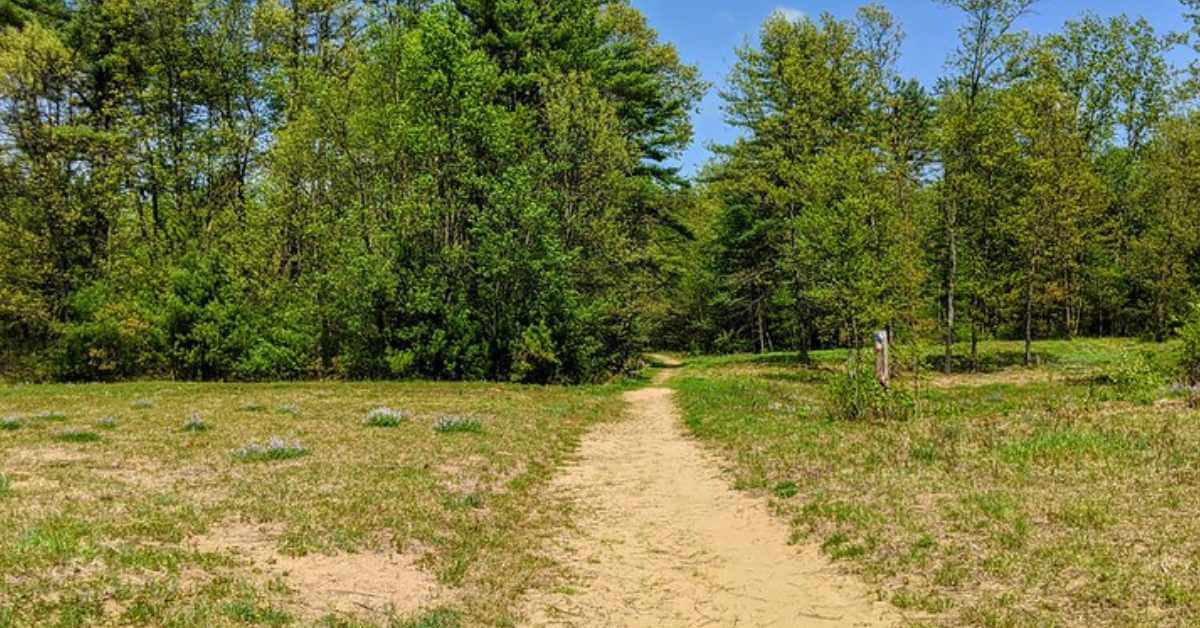 sandy trail leading into woods