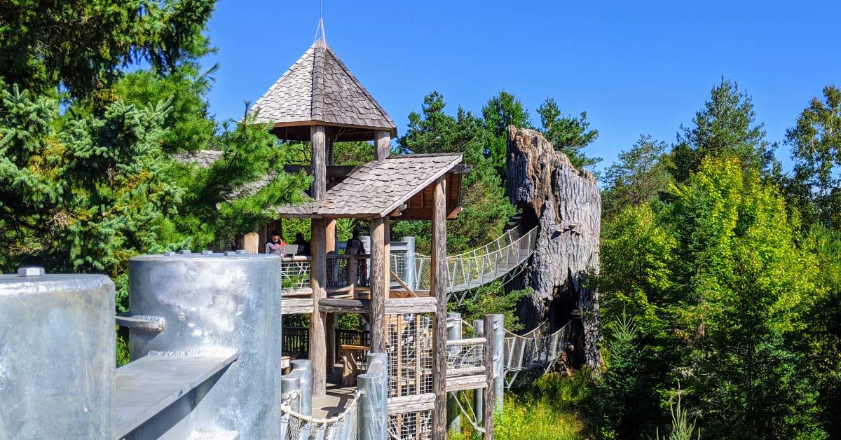 the wild center wild walk