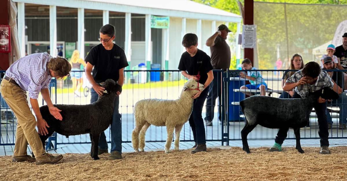 teenagers with sheep in an event