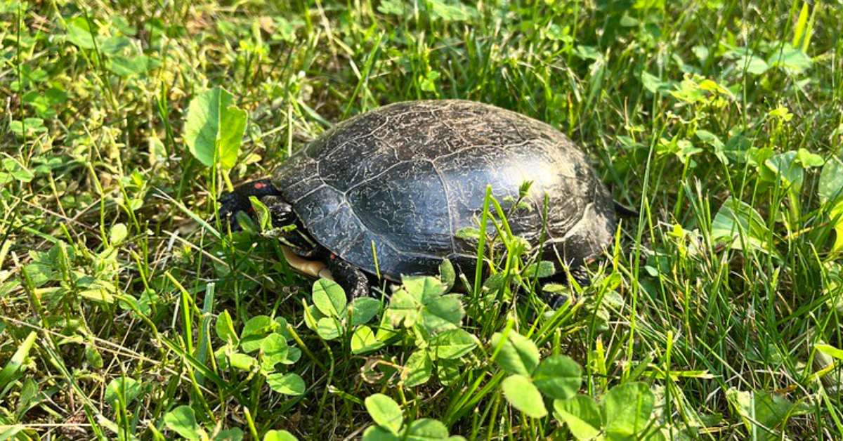 a painted turtle
