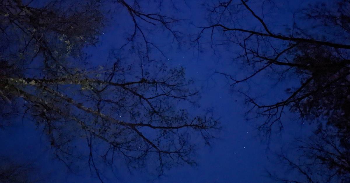 stars through trees at night