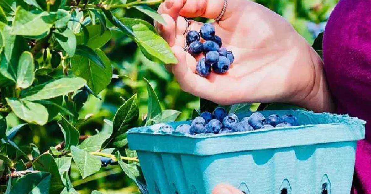 Womans hand holding Blueberries