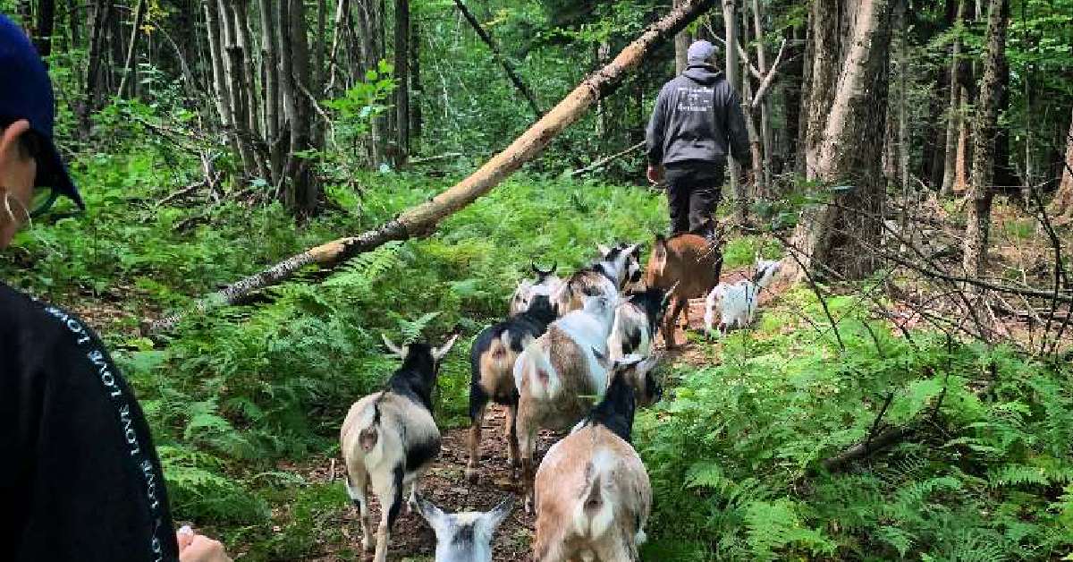 Goats on a Walk