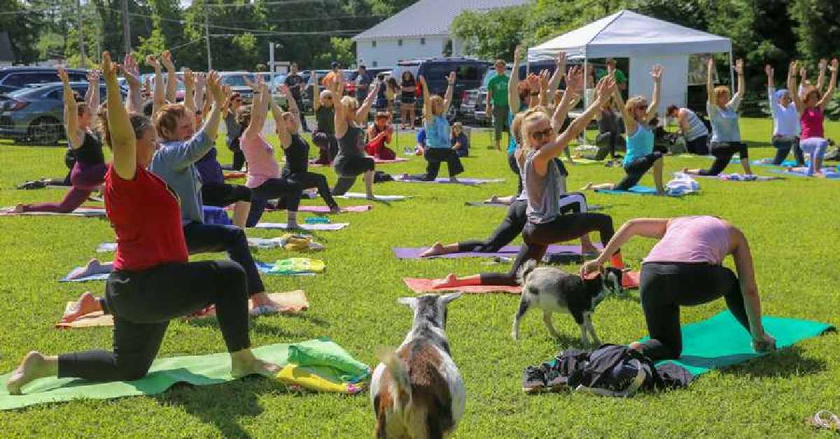 goat yoga