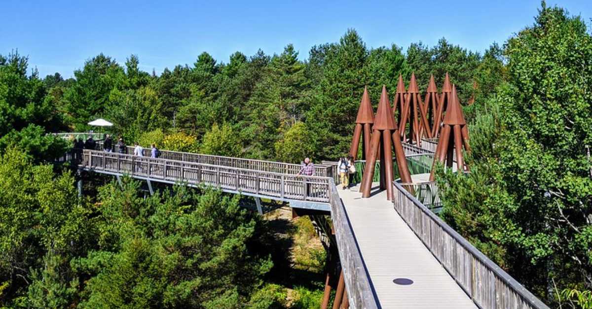 Wild Center's elevated Wild Walk in trees