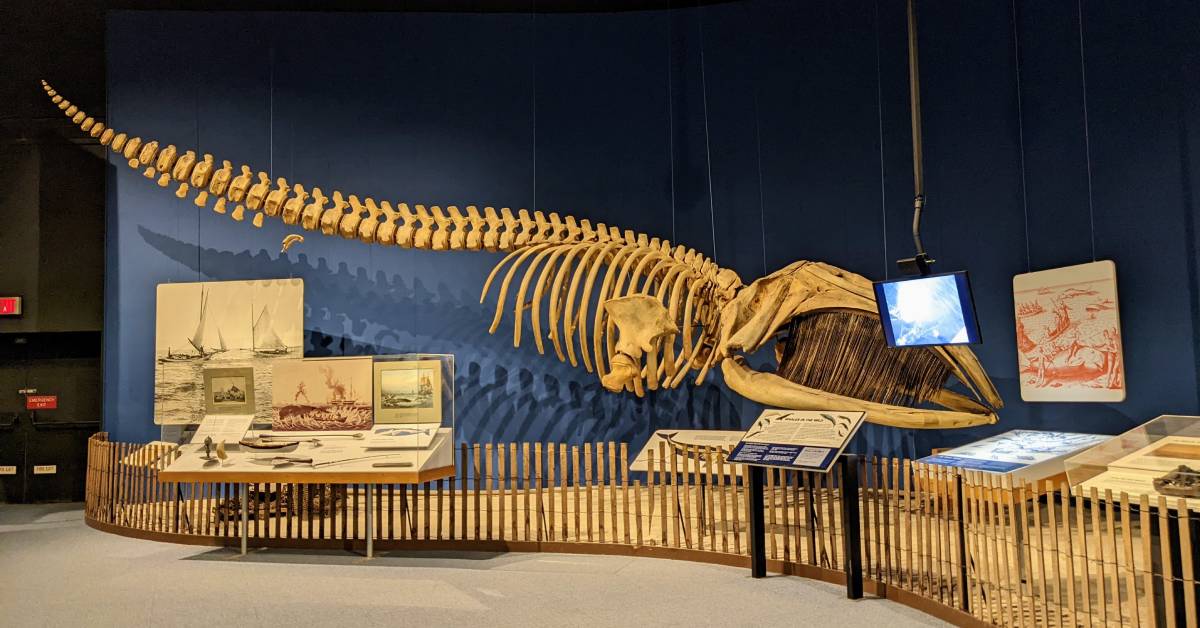 whale exhibit at new york state museum
