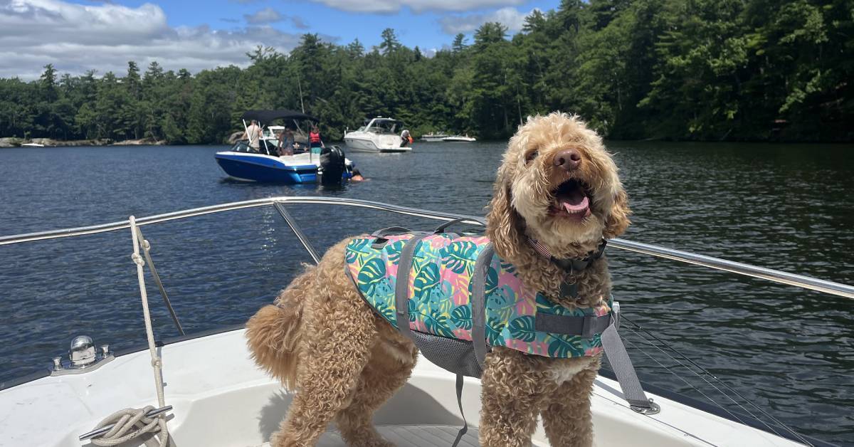 dog on boat on lake george