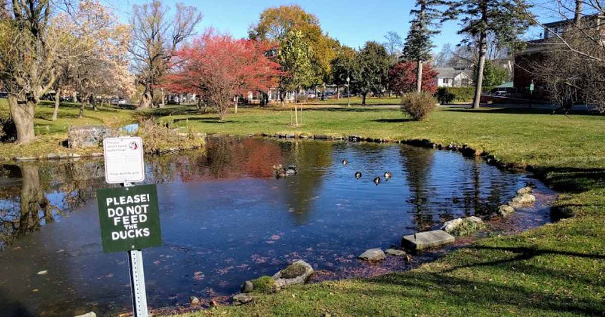 do not feed ducks sign by a pond