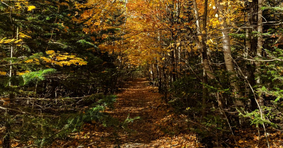fall hiking trail