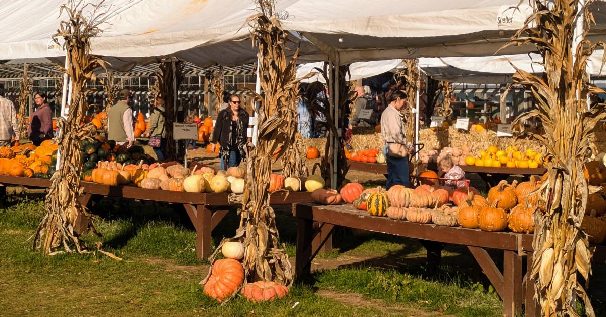 sunnyside garden pumpkin displays