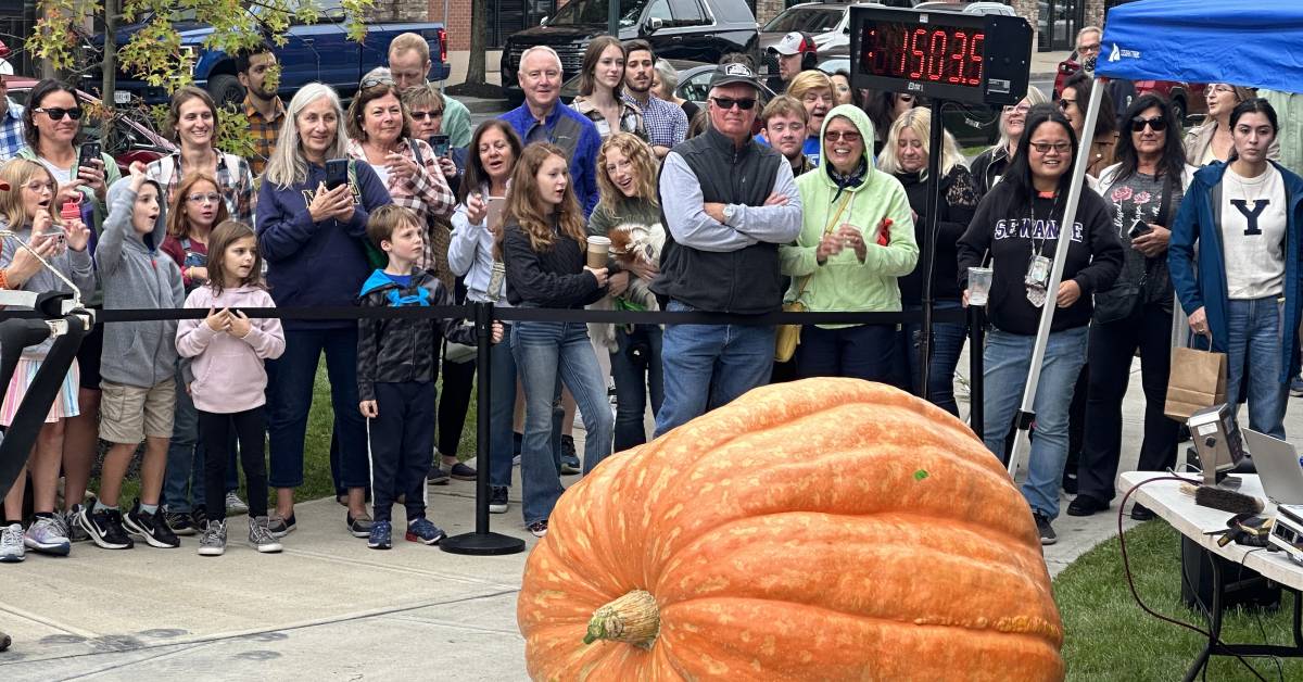 giant pumpkin being weighted at giant pumpkin fest in saratoga