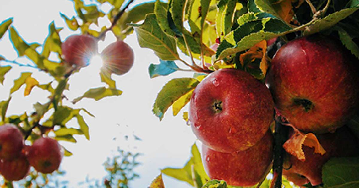 apples in a tree