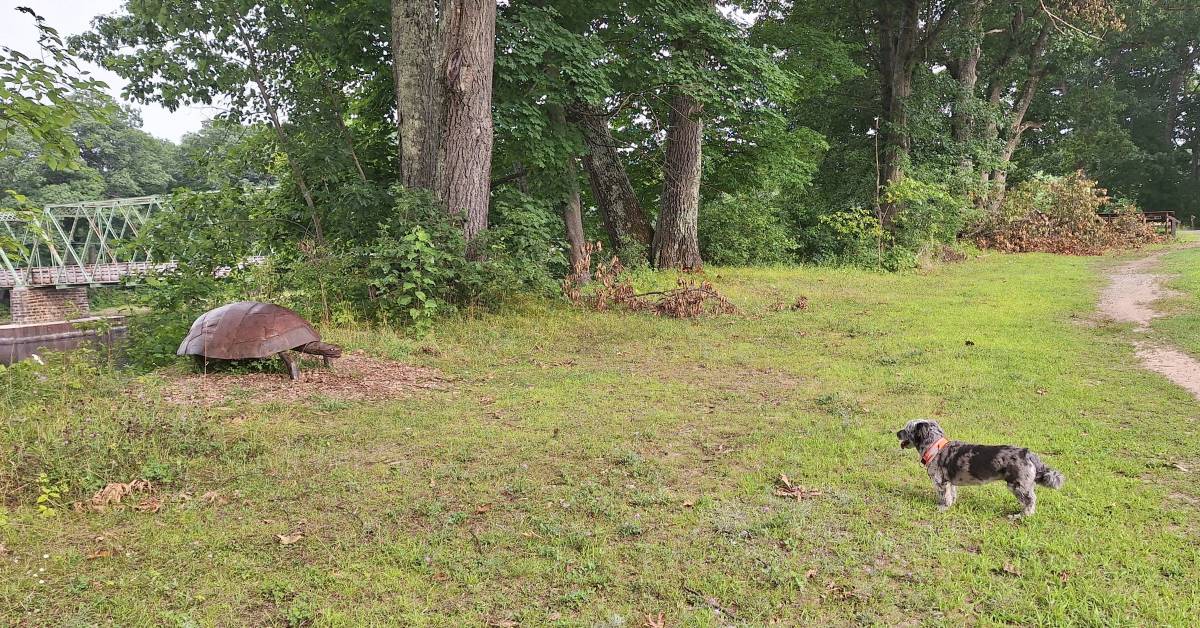 dog in hudson crossing park looking at turtle sculpture