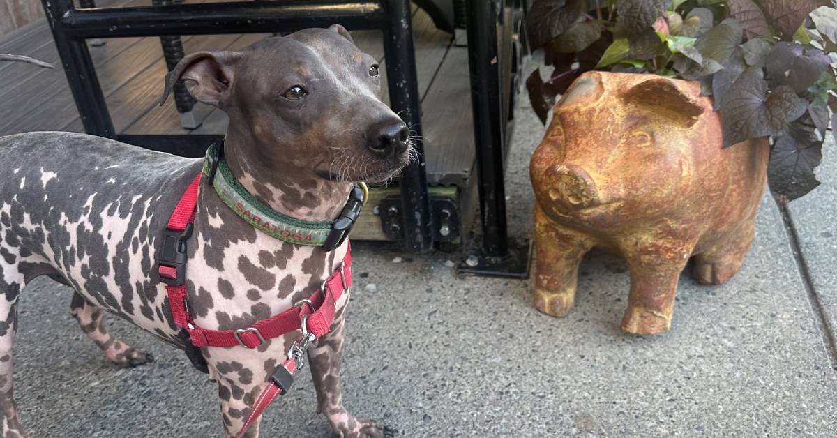 dog by pig sculpture