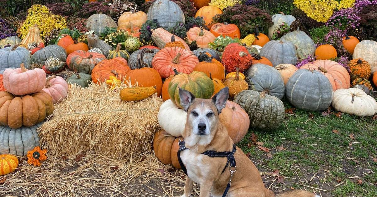 dog by pumpkin display in saratoga spa state park