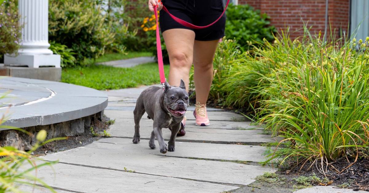 woman walks dog on path in front of gideon putnam hotel