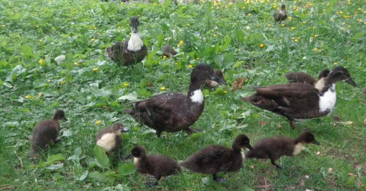 ducks and ducklings