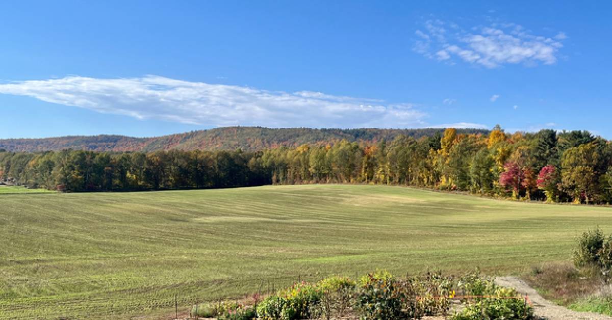 Dancing grain field with fall colors