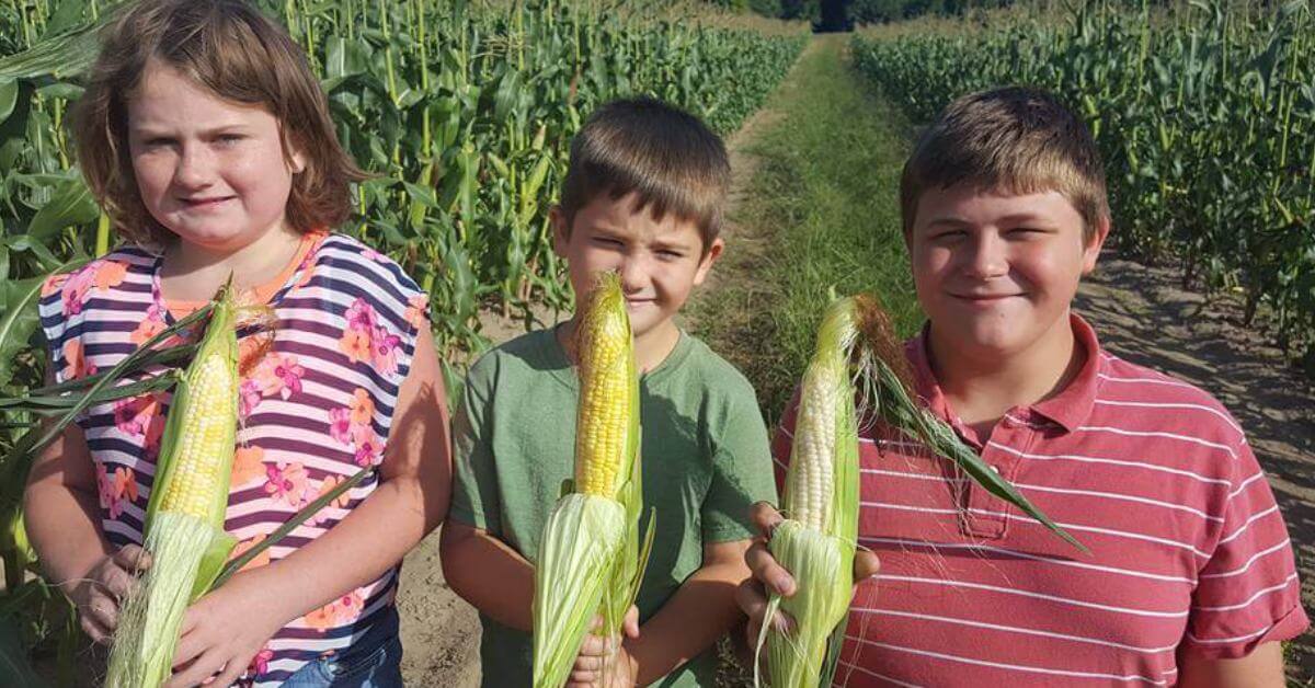 Three children holding an ear of corn