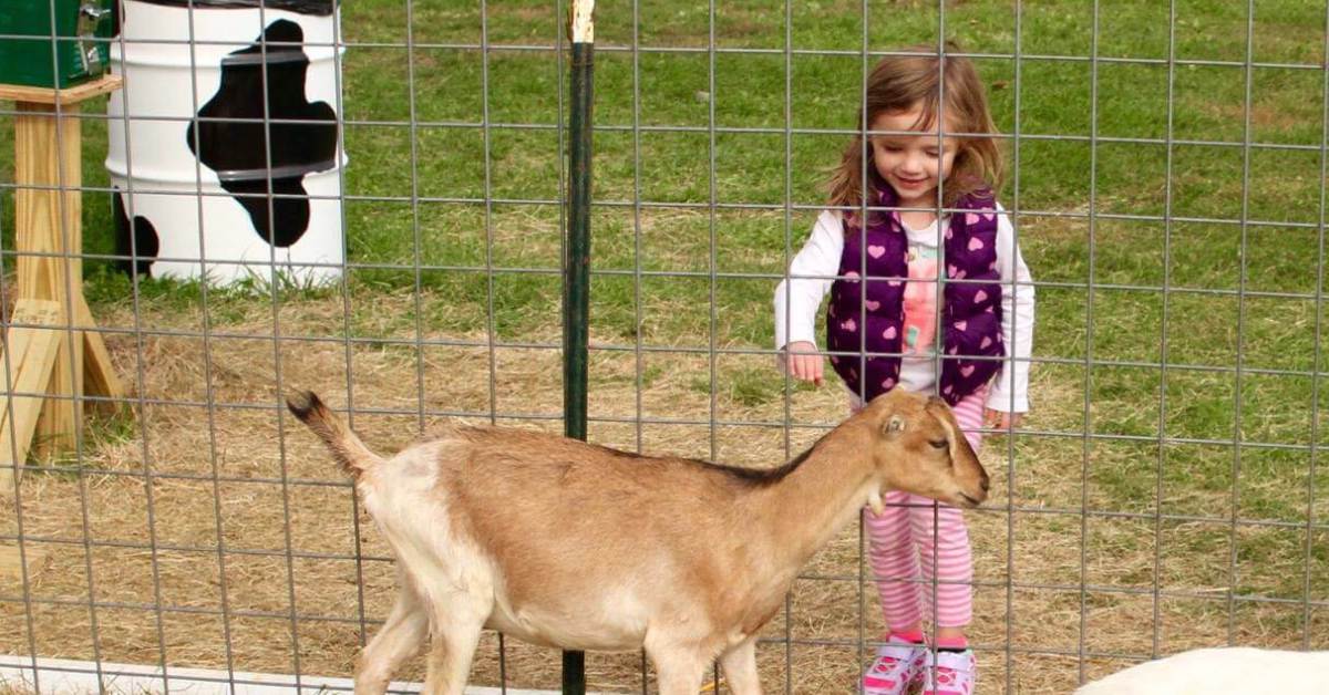 A little girl about to pet a goat