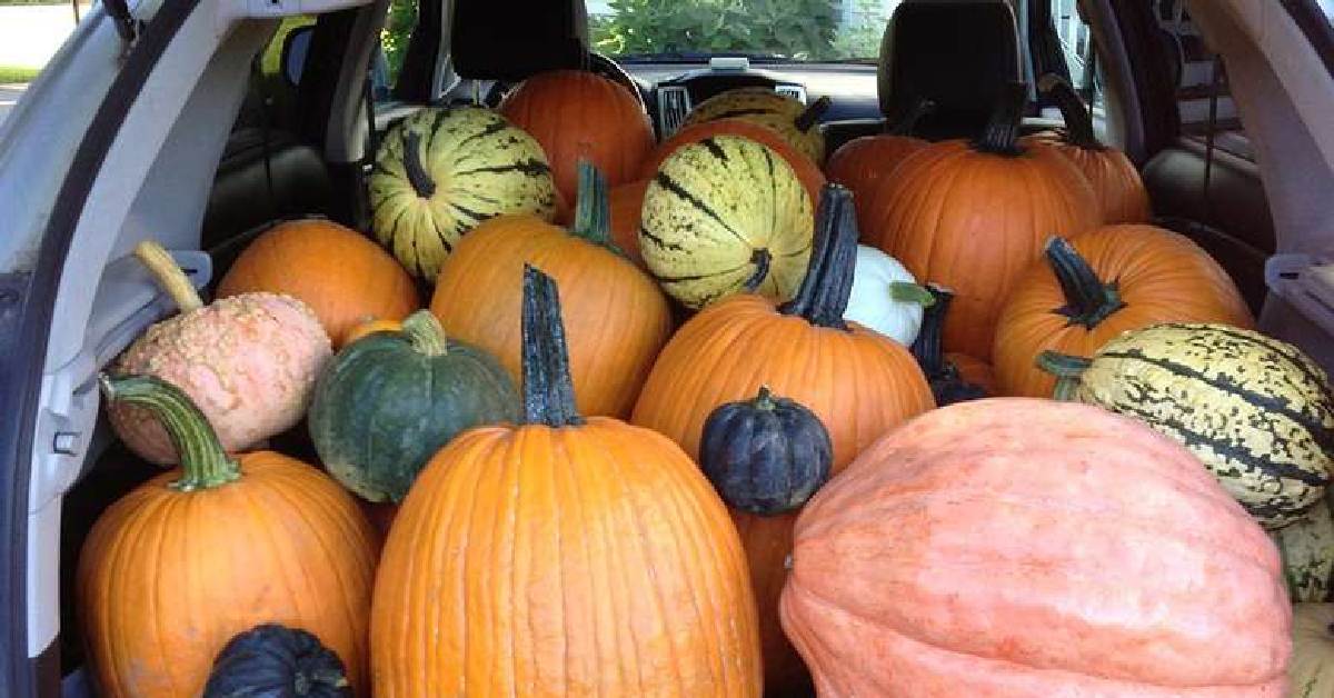 Hand picked pumpkins in the back of a car