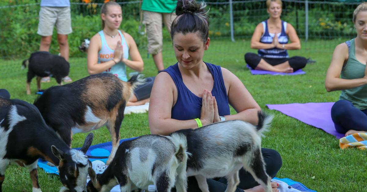 Women doing yoga with three goats 