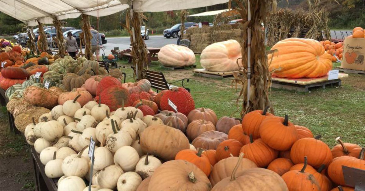 Multi-colored pumpkins with three extremely large pumpkins in the background