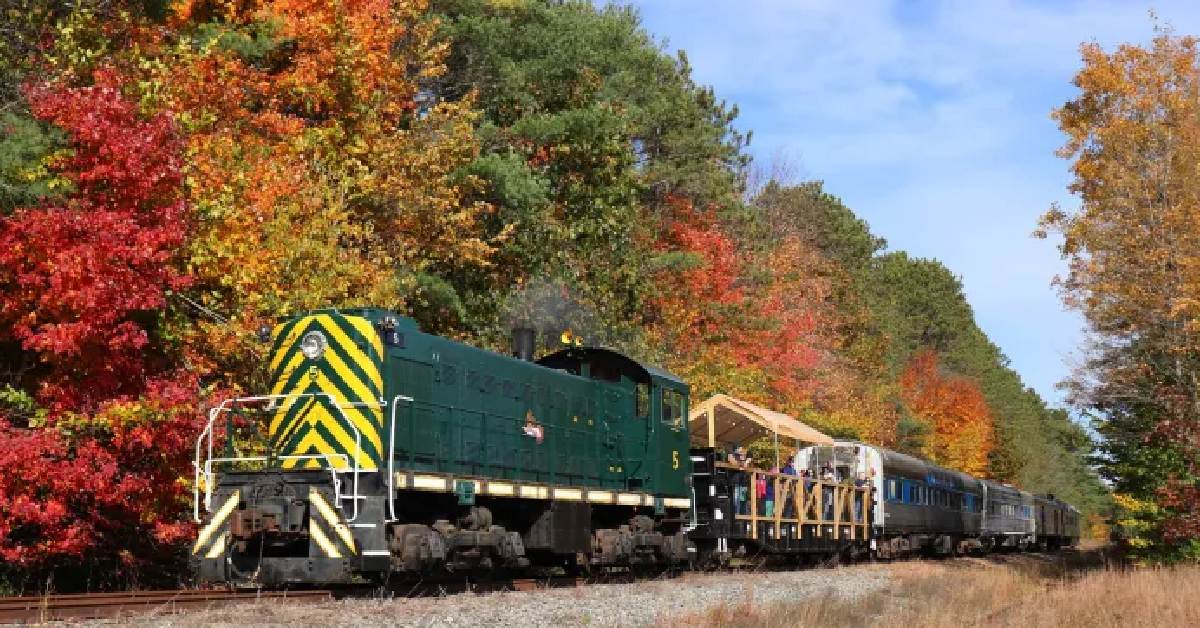 Train driving past all the fall leaves