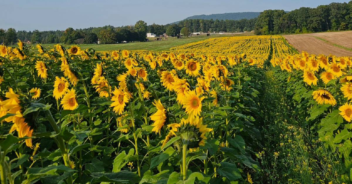 SunFlowers in a field