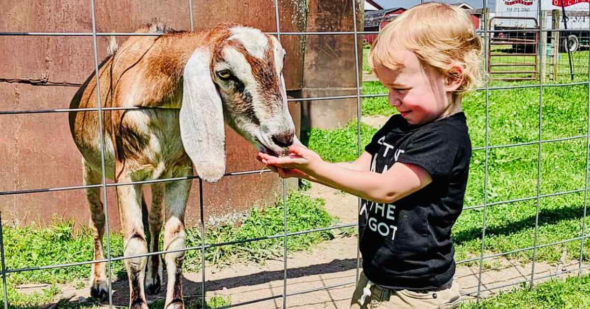 a boy feeding a goat