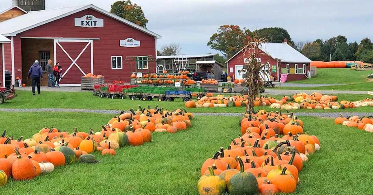 pumpkin patch on a farm