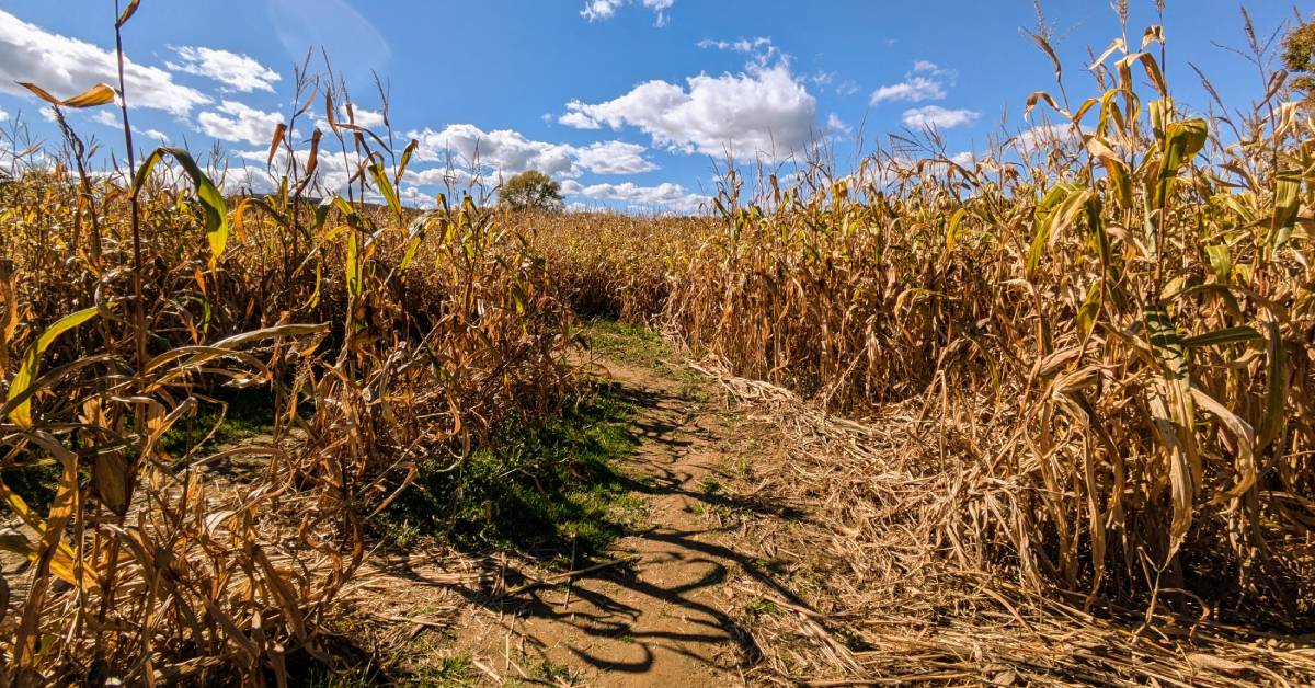 fort ticonderoga corn maze